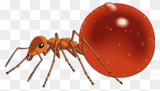 Free Vector Insect - Honeypot Ant Png Clipart