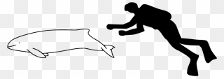 Pacific White Sided Dolphin Size Clipart