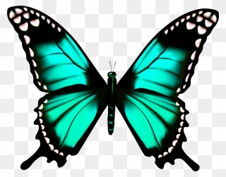 Animation Of A Butterfly Clipart