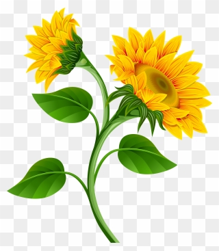 Common Sunflower Clip Art - Sunflower Flower Clip Art - Png Download