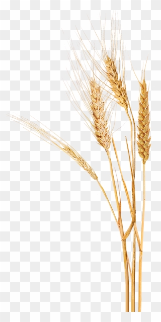 Wheat, Home Paine Schwartz Partners - Khorasan Wheat Clipart