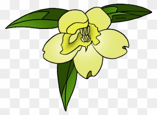 South Carolina State Flower - Yellow Jessamine Clip Art - Png Download