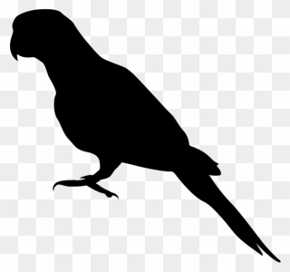 405 Species Of Birds - Parrot Silhouette Png Clipart