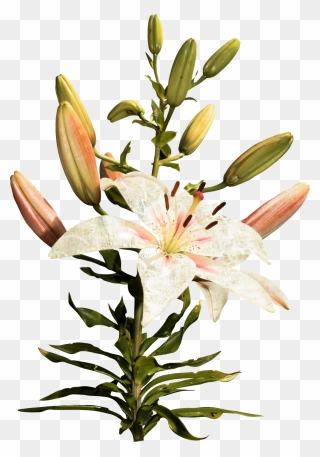 Long Flowers Png Clipart