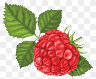 Drawing Raspberry Png Clipart
