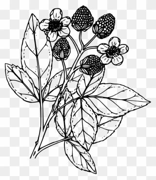 Transparent Raspberries Clipart - Blackberries Black And White - Png Download