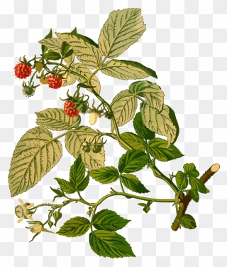 Raspberry - Rubus Idaeus Clipart
