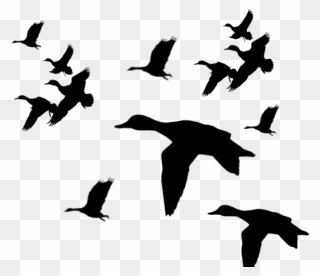 Ducks Flying Silhouette Png Clipart