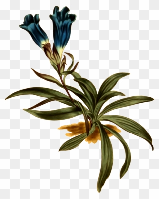 Plant,flora,leaf Clipart