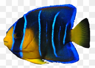 Sea Fish Png - Real Sea Fish Transparent Clipart