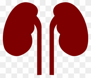 Transparent Kidneys Clipart - Png Download