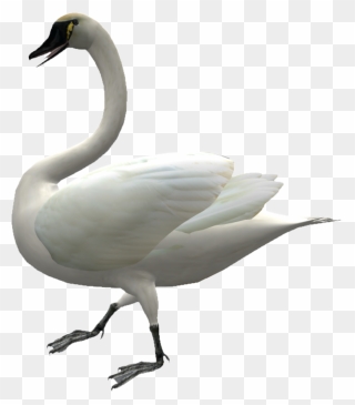 Cygnini Domestic Goose Duck - Swans Clipart