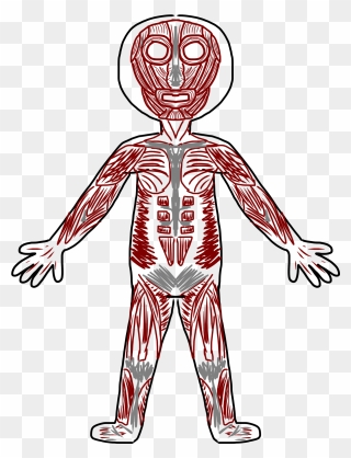 Human Body Diagram Clipart - Muscular System Clipart - Png Download