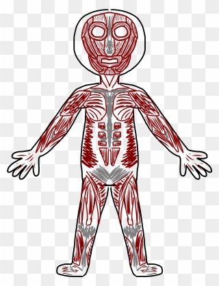 Human Body Diagram Clipart - Muscular System Clipart - Png Download