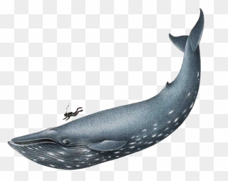 Blue Whale Transparent & Png Clipart Free Download - Realistic Blue Whale Drawing