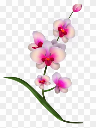 Pencils Drawing Orchid - Transparent Background Orchid Clip Art - Png Download