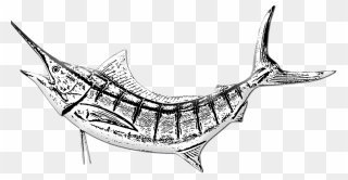 Transparent Marlin Clipart - Marlin Fish Drawing - Png Download