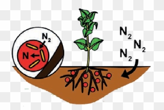 Biological Nitrogen Fixation Cartoon Clipart