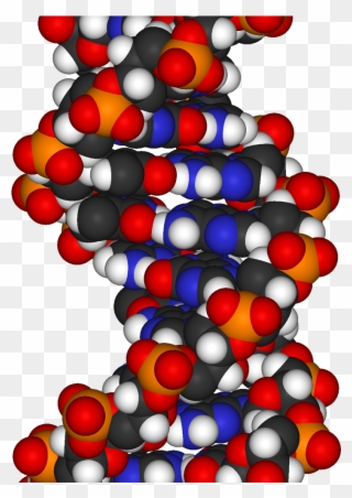 Science - Dna Space Fill Model Clipart