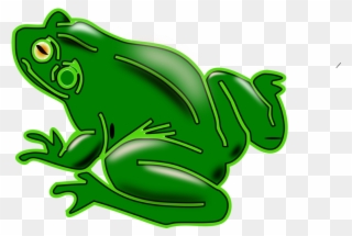 Pond Frogs Amphibian Vertebrate American Green Tree - Rana Png Clipart
