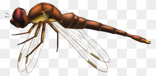 Dragonfly Brown Png Clip Art - Dragon Fly Png Transparent Png