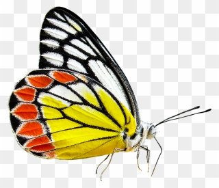 Monarch Butterfly Cartoon 29, Buy Clip Art - Transparent Transparent Background Spring Clip Art - Png Download