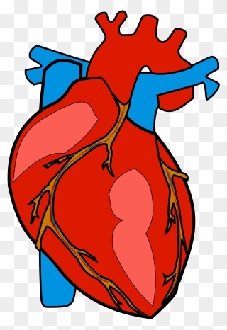 Heart Anatomy Clip Art - Cartoon Human Body Heart - Png Download