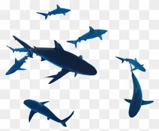 Drawing Shark Galapagos Transparent Png Clipart Free - Great White Shark
