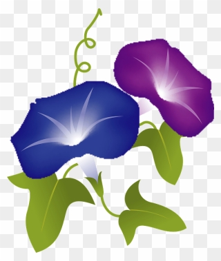 Morning Glory Flower Clipart - Japanese Morning Glory - Png Download