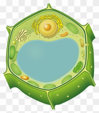 Cell Wall Without Label Clipart