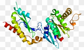 Protein Srprb Pdb 2fh5 - Illustration Clipart