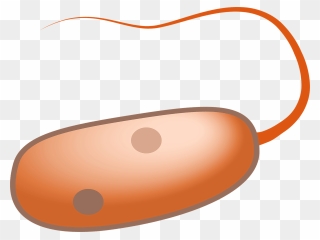 Are Humans Prokaryotes - Flagella Vector Clipart