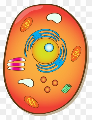 Circle Clipart