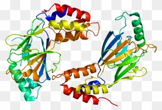 Protein Irf3 Pdb 1j2f - Interferones Animados Clipart