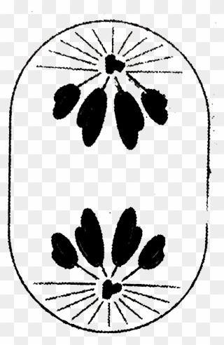Anaphase Of Mitosis Ncert Clipart