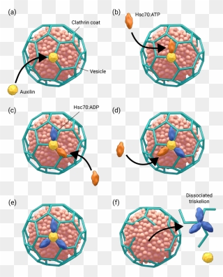 Coated Vesicles Clipart