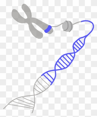 Download Gene Mutations Are Either Germline Or Somatic Clipart ...