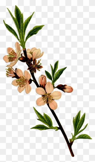 Almond Tree Clipart - Png Download