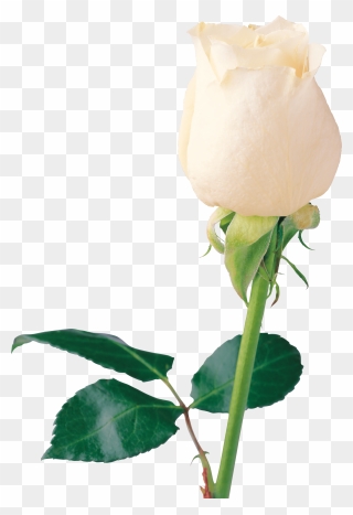 White Rose Clipart Png Format - Rose Rare Beautiful Flowers Transparent Png