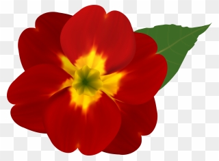 Alan Morton Sorted, Display - Flower Red Clipart Png Transparent Png