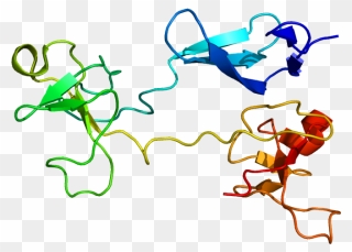 Protein Fn1 Pdb 1e88 - Fibronectin Clipart