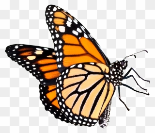 Transparent Background Monarch Butterfly Clipart