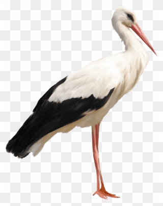 Stork Png Clipart - Stork Png Transparent Png