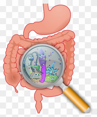 What To Eat To Re-engineer Your Gut And Reduce Breast - Gut Microbiota Clipart