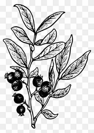 Twig Drawing Biology - Berries Clipart Black And White - Png Download