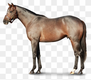 Transparent Horses Thoroughbred - Appaloosa Breyer Clipart