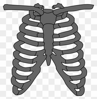 Cliparts For Free Download Humans Clipart Ribcage And - Skeleton Chest Png Transparent Png