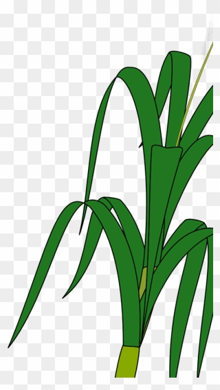 Wheat Plant Clipart