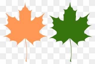 Vector Maple Leaf Free Clipart
