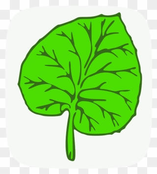 Botany Quiz Award - Big Leaf Clip Art - Png Download